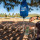 Katadyn BeFree Gravity 6,0 Liter Wasserfilter