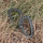 Karabiner aus Kunststoff in Oliv, D-Form 8,5 x 5,5 x 0,7 cm (2er Pack)