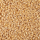 Convar Bio Weizen 7,5 kg Getreide Speicher Eimer vakuumverpackt, 10 Jahre haltbar