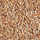 Convar Bio Roggen 7,5 kg Getreide Speicher Eimer vakuumverpackt, 10 Jahre haltbar