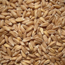Convar Bio Dinkel 7,5 kg Getreide Speicher Eimer vakuumverpackt, 10 Jahre haltbar
