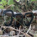 Wildo&reg; 3-tlg. Karabiner Set in Schwarz, Oliv oder Desert