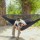 Grand Trunk Skeeter Beeter XT Hammock - Hängematte mit Moskitonetz
